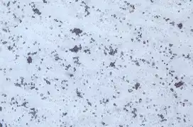皮脂洗浄前