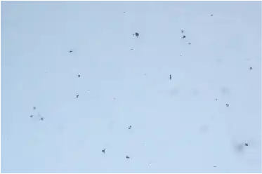 皮脂洗浄後_水系洗浄剤